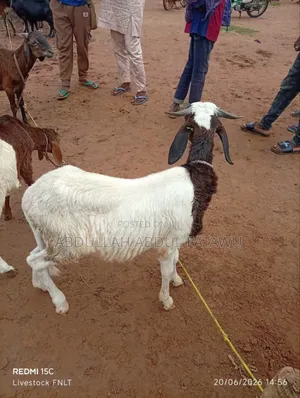 Sheep Is Selling Here