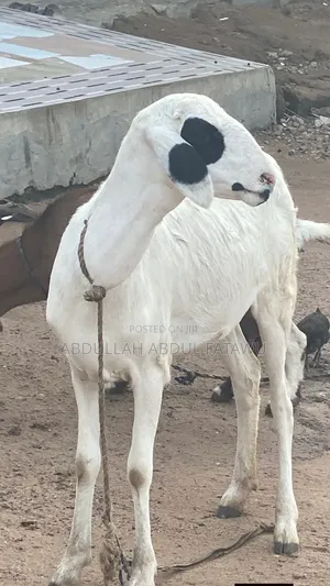 Sheep Is Selling Here
