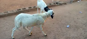 Sheep Is Selling Here