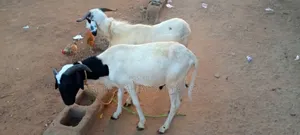 Sheep Is Selling Here