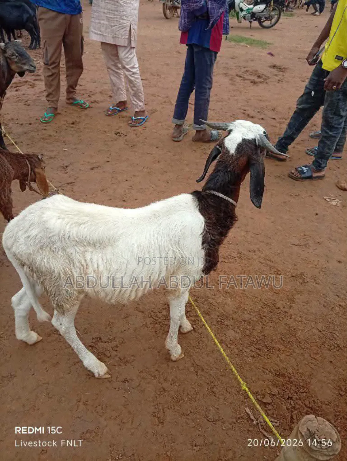 Sheep Is Selling Here