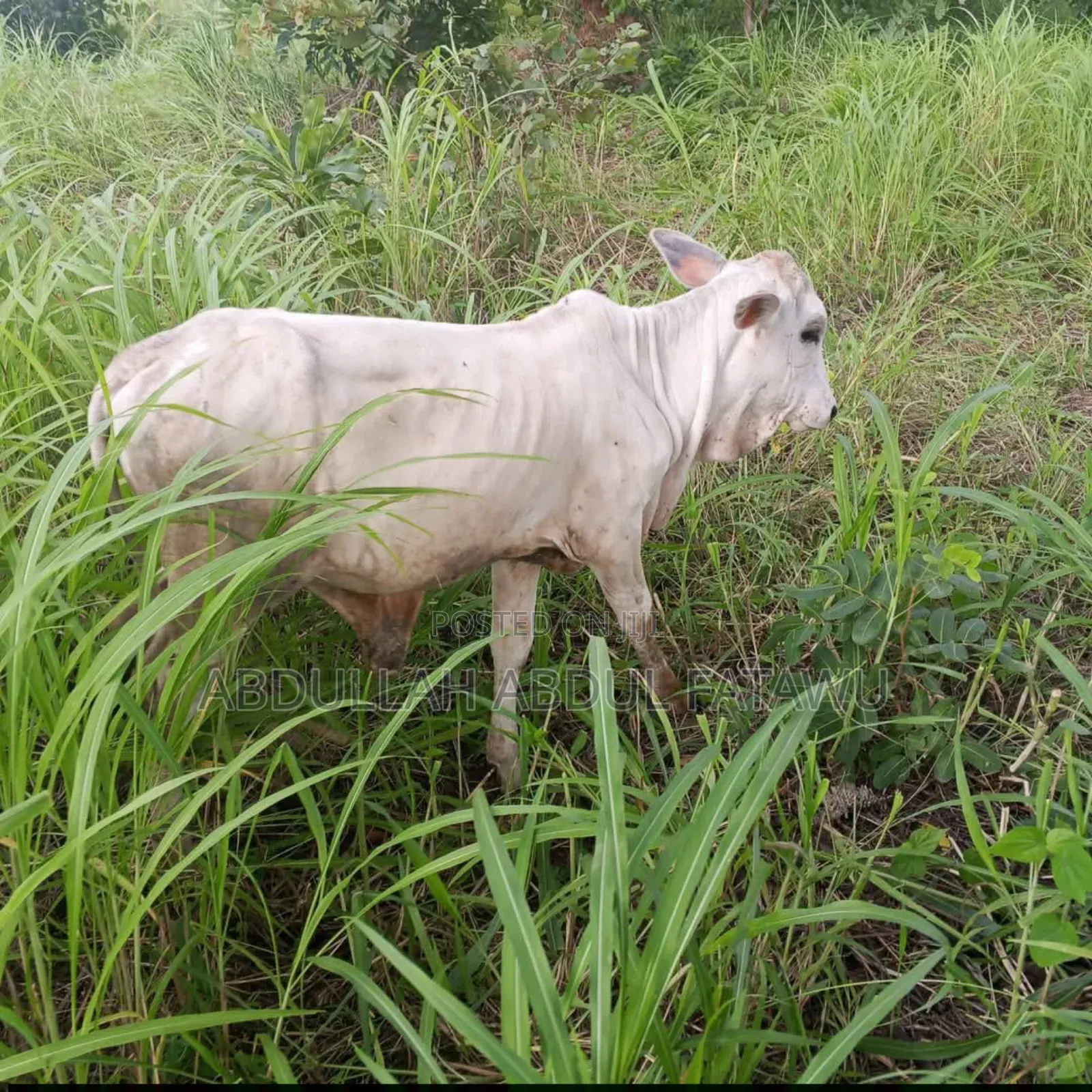 Cattle Seller Is Available
