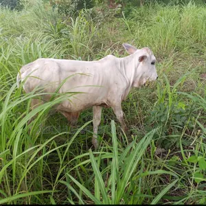 Cattle Seller Is Available