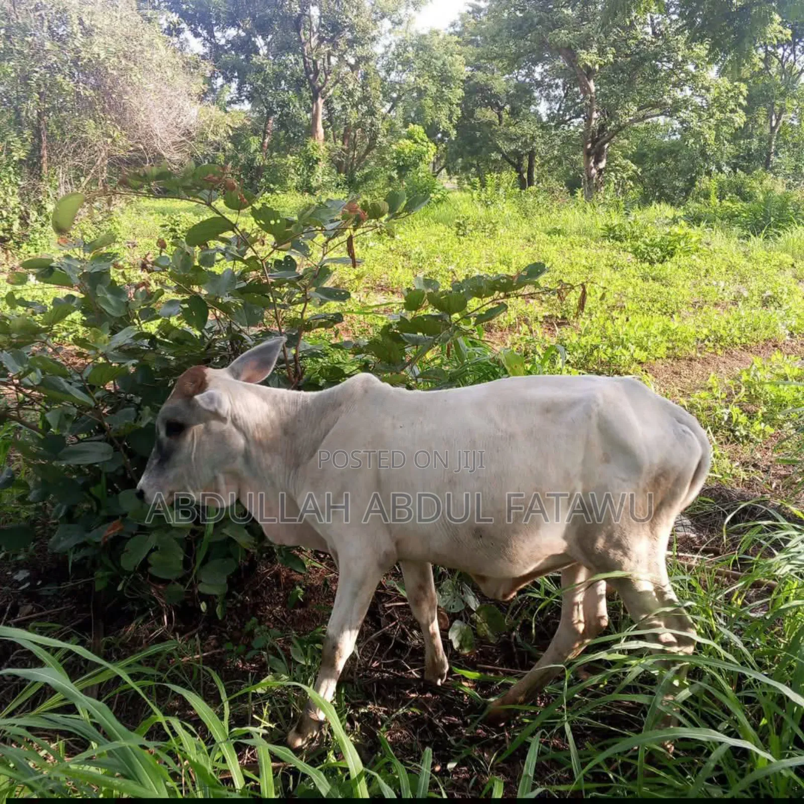 Cattle Seller Is Available