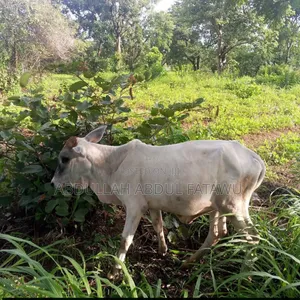 Cattle Seller Is Available
