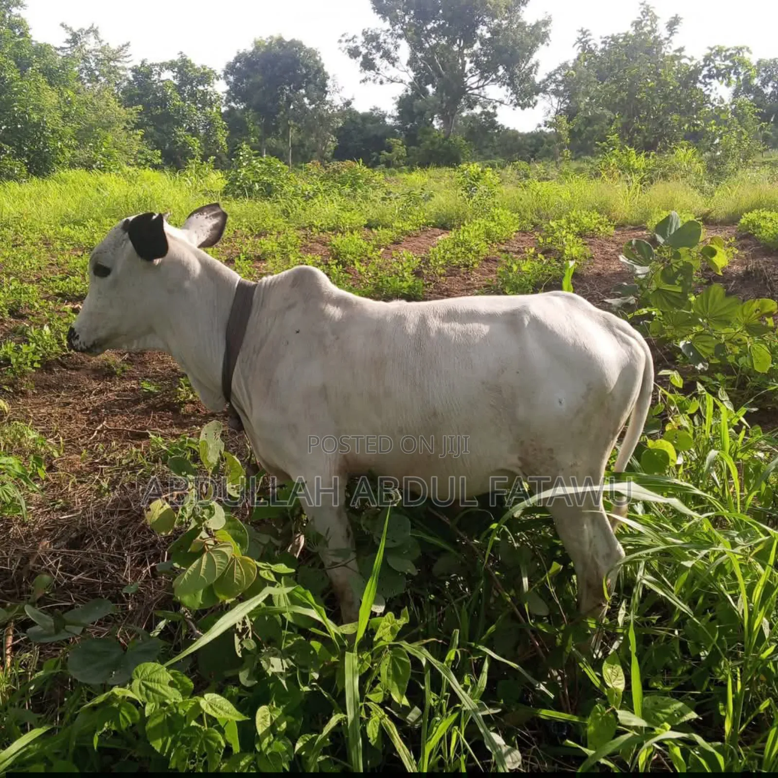 Cattle Seller Is Available