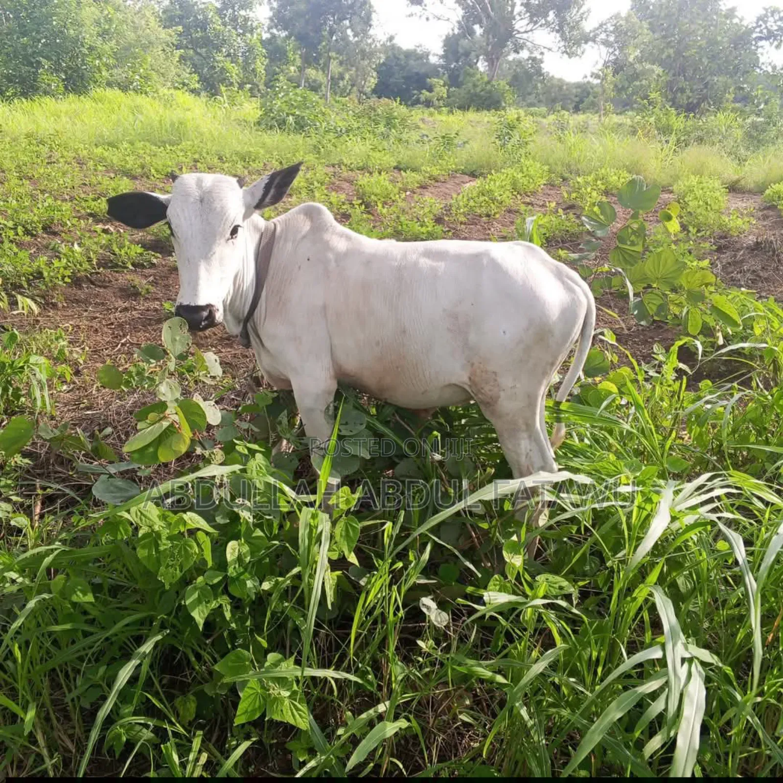 Cattle Seller Is Available