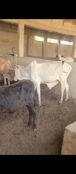 Cattle Seller Is Available