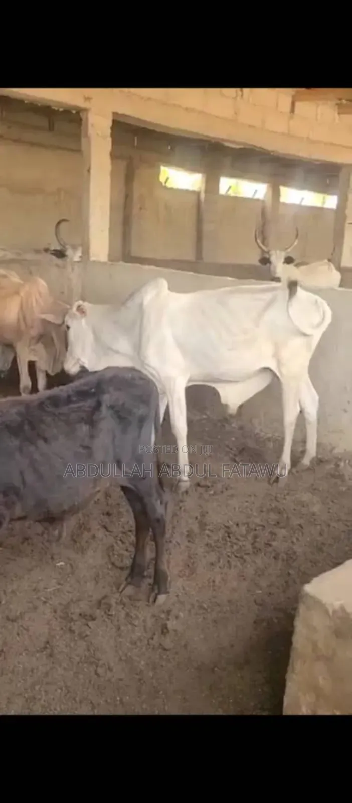 Cattle Seller Is Available