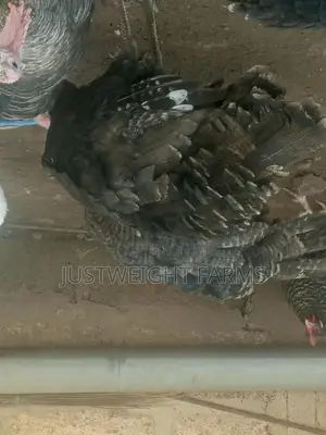 Turkeys for Sale