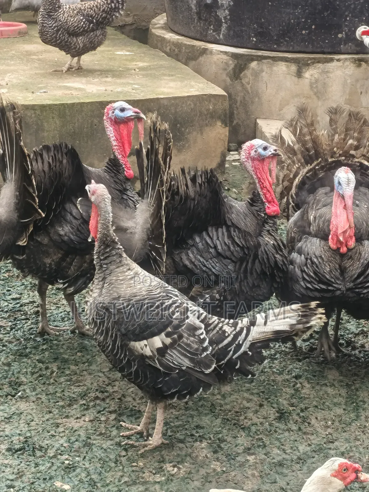 Turkeys for Sale