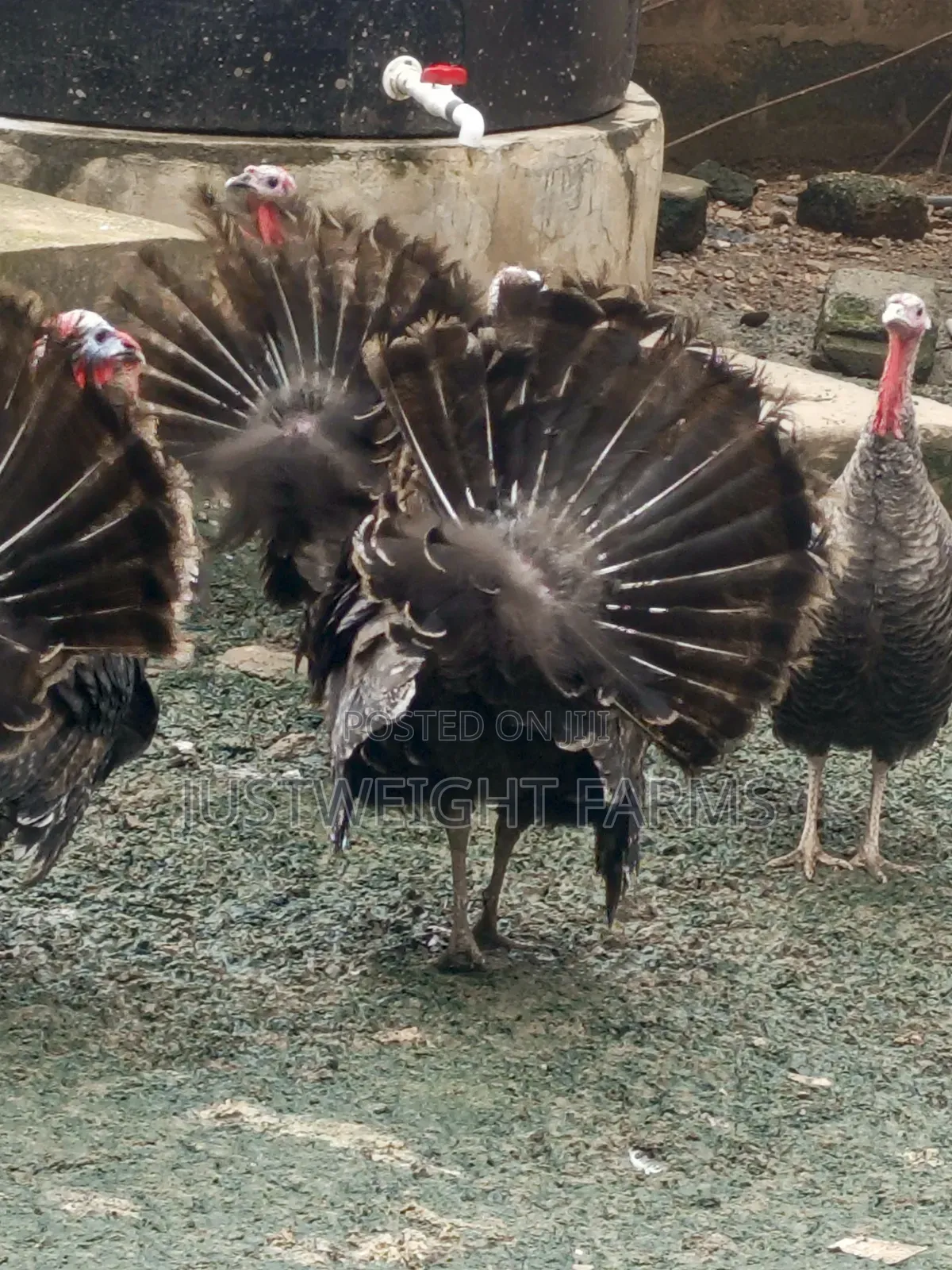 Turkeys for Sale