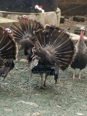 Turkeys for Sale