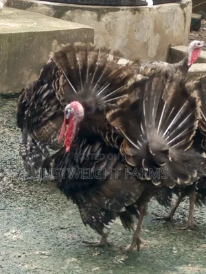 Turkeys for Sale