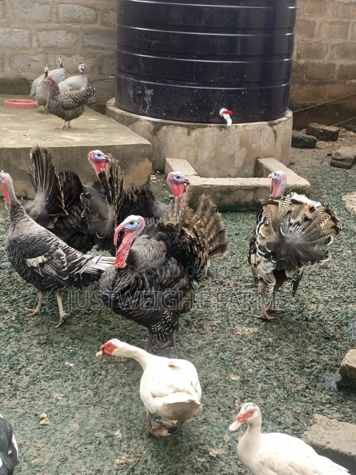 Turkeys for Sale