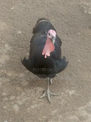 Turkeys for Sale