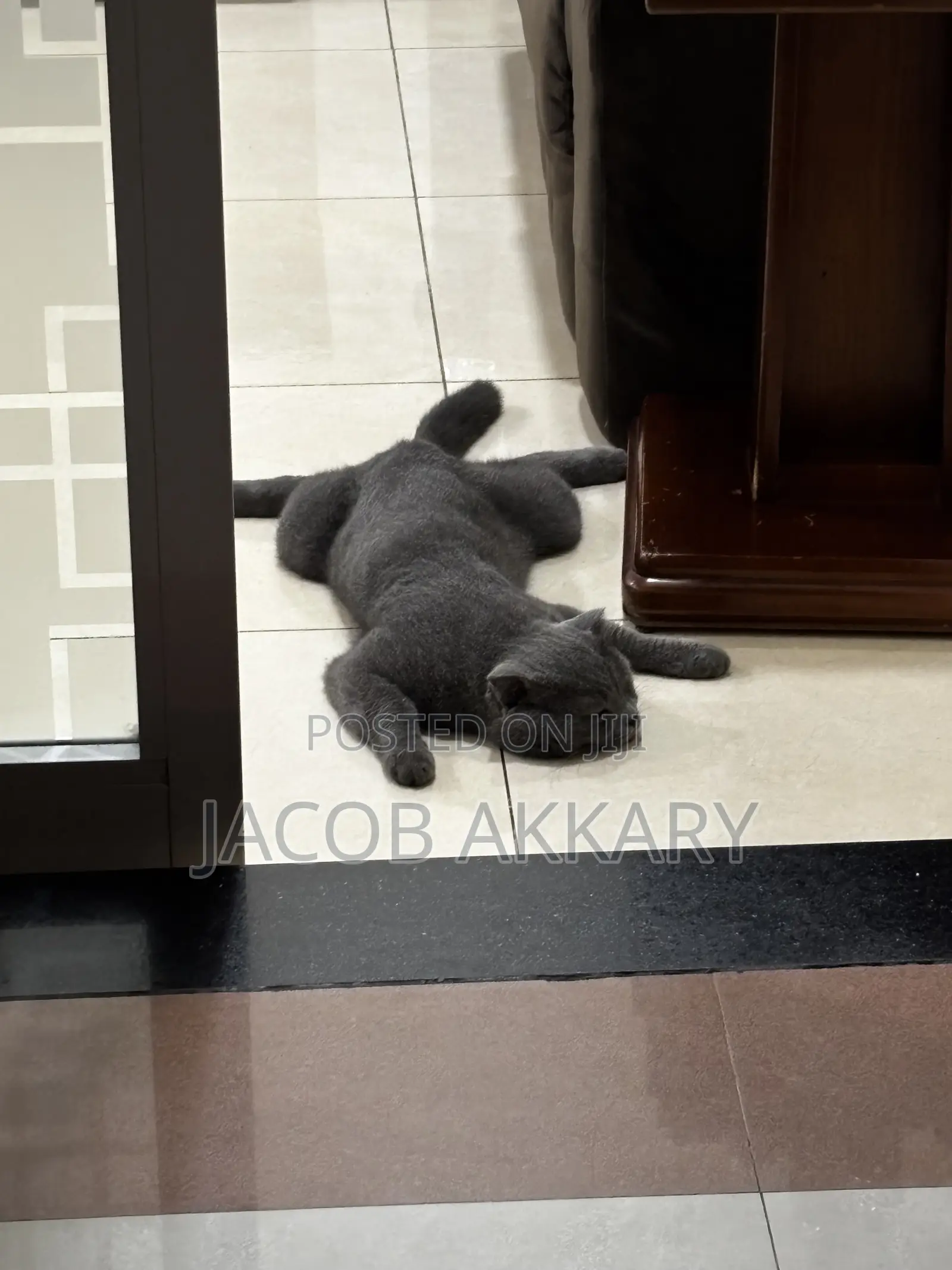 1+ year Male Purebred Scottish Fold
