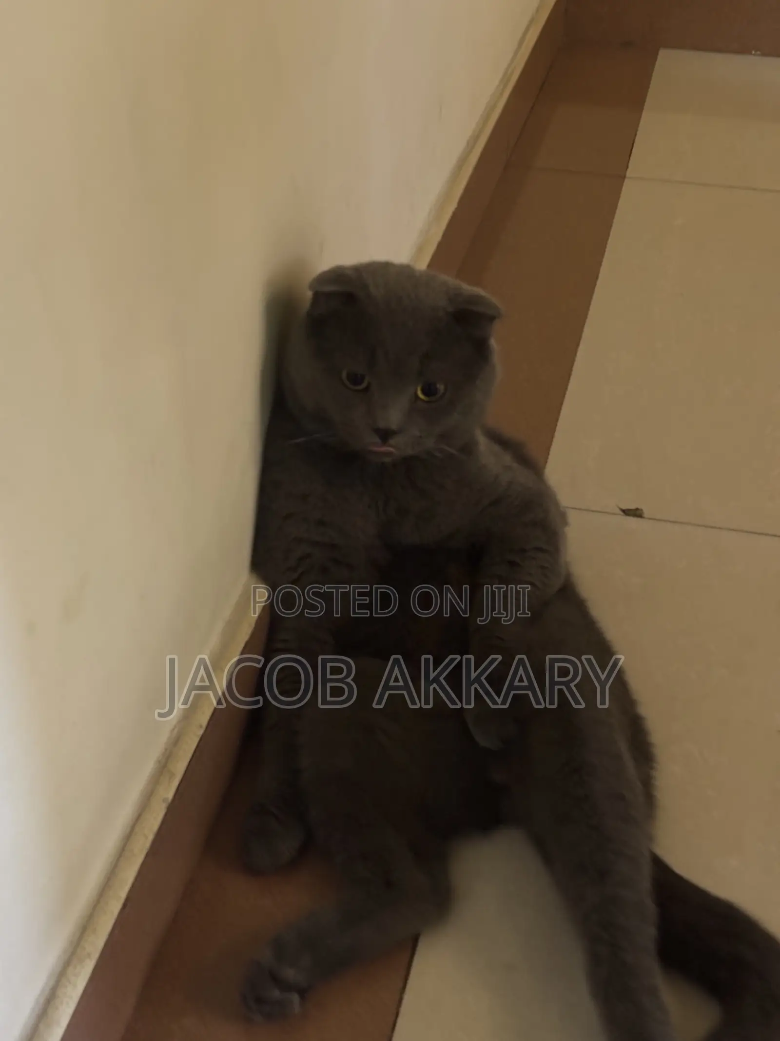 1+ year Male Purebred Scottish Fold