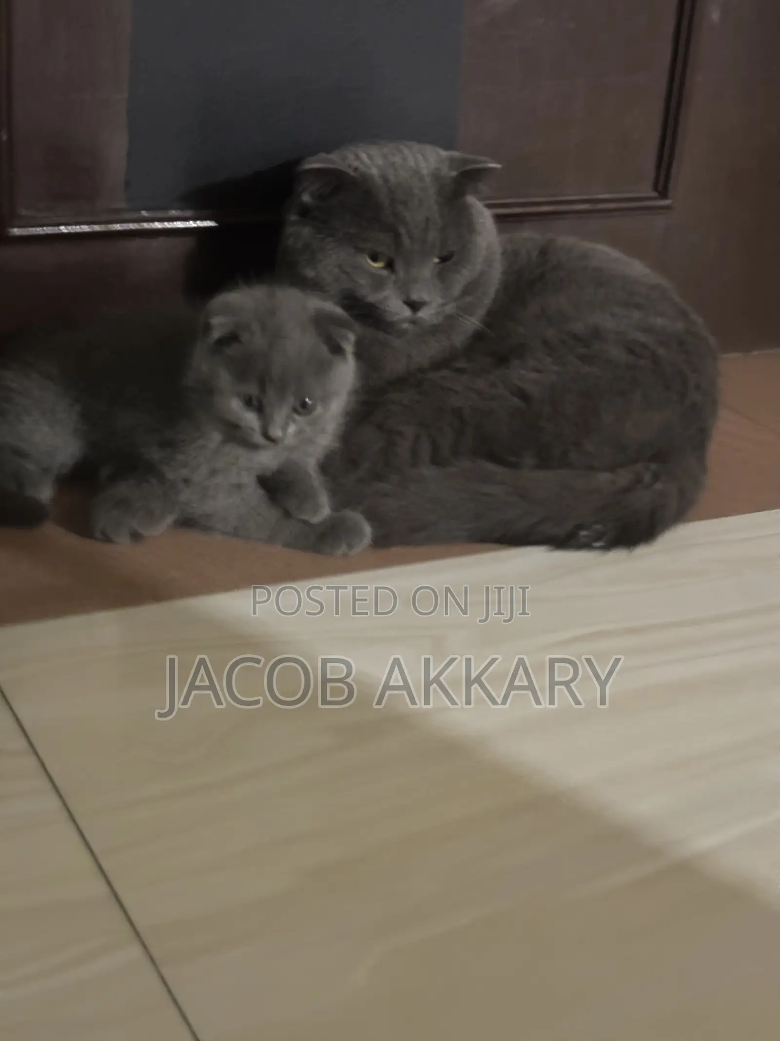 1+ year Male Purebred Scottish Fold
