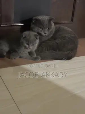 1+ year Male Purebred Scottish Fold