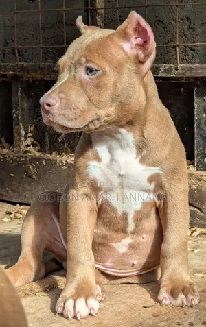 1-3 months Male Purebred American Bully