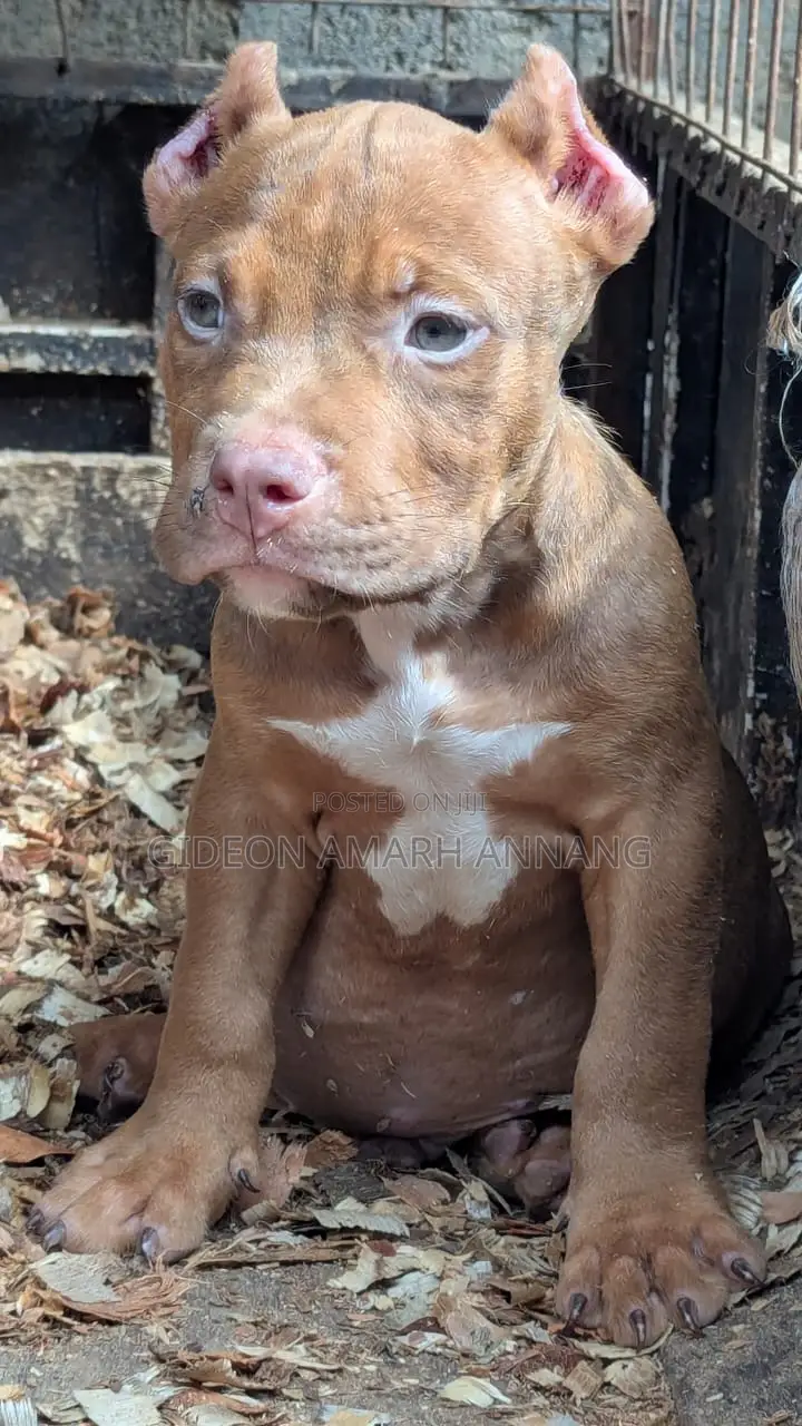 1-3 months Male Purebred American Bully