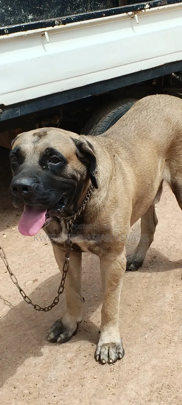 1+ year Male Purebred Boerboel