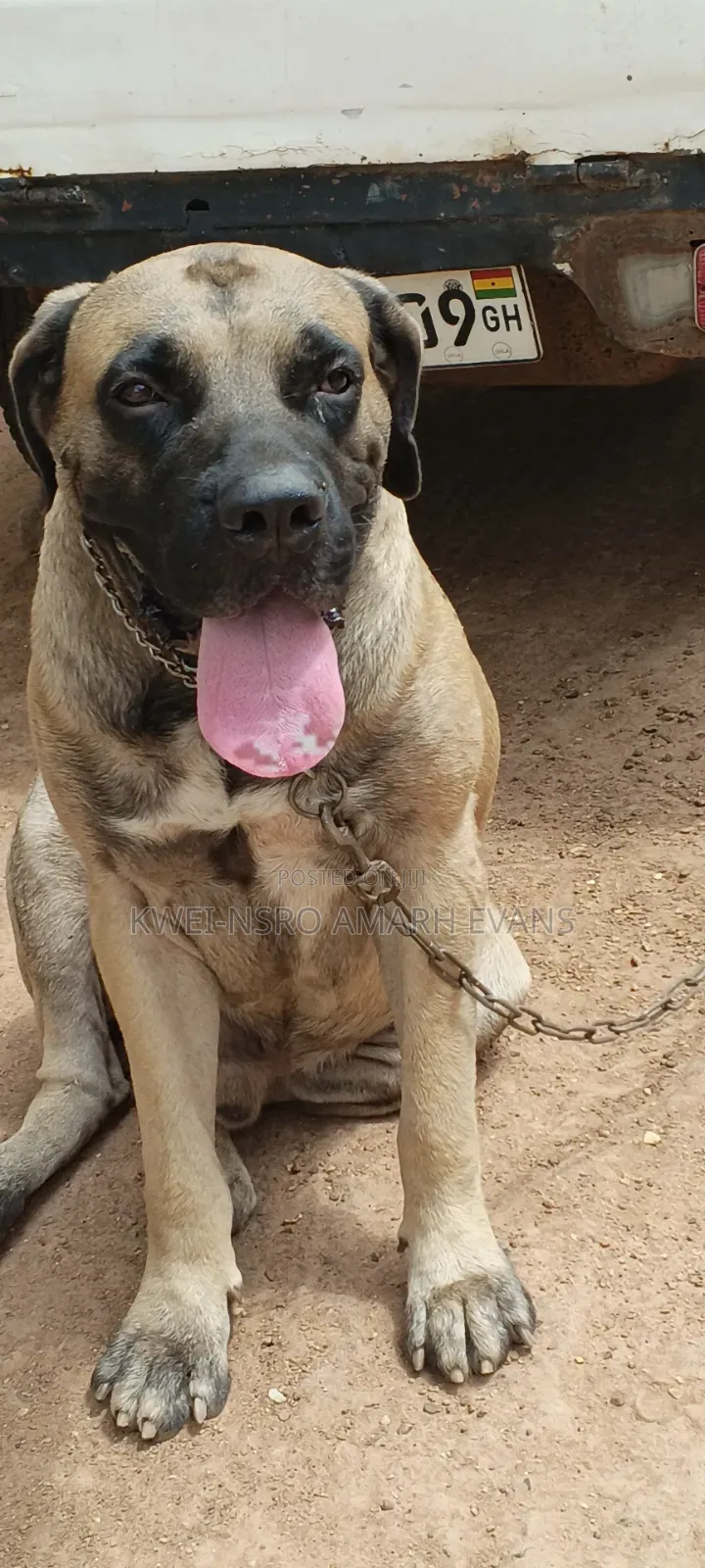 1+ year Male Purebred Boerboel