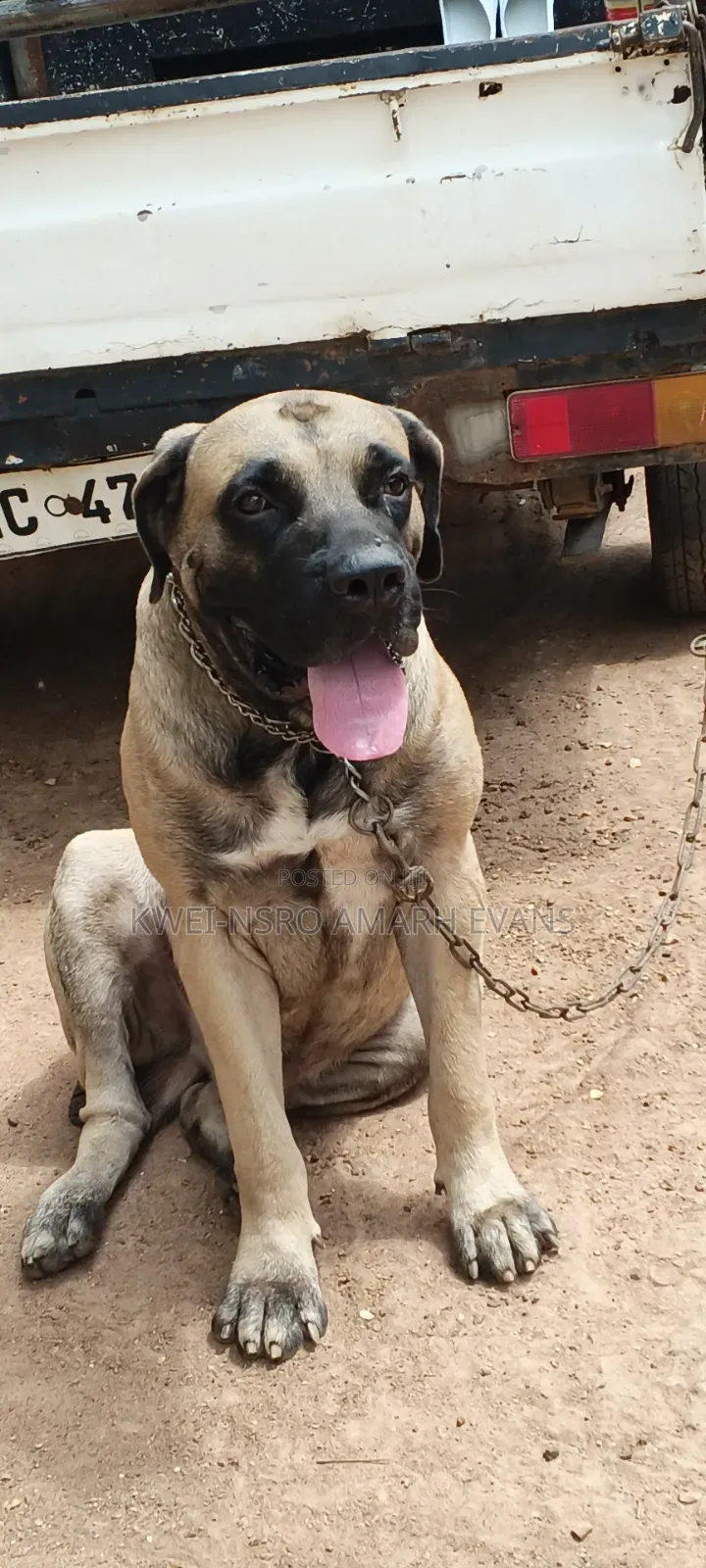 1+ year Male Purebred Boerboel