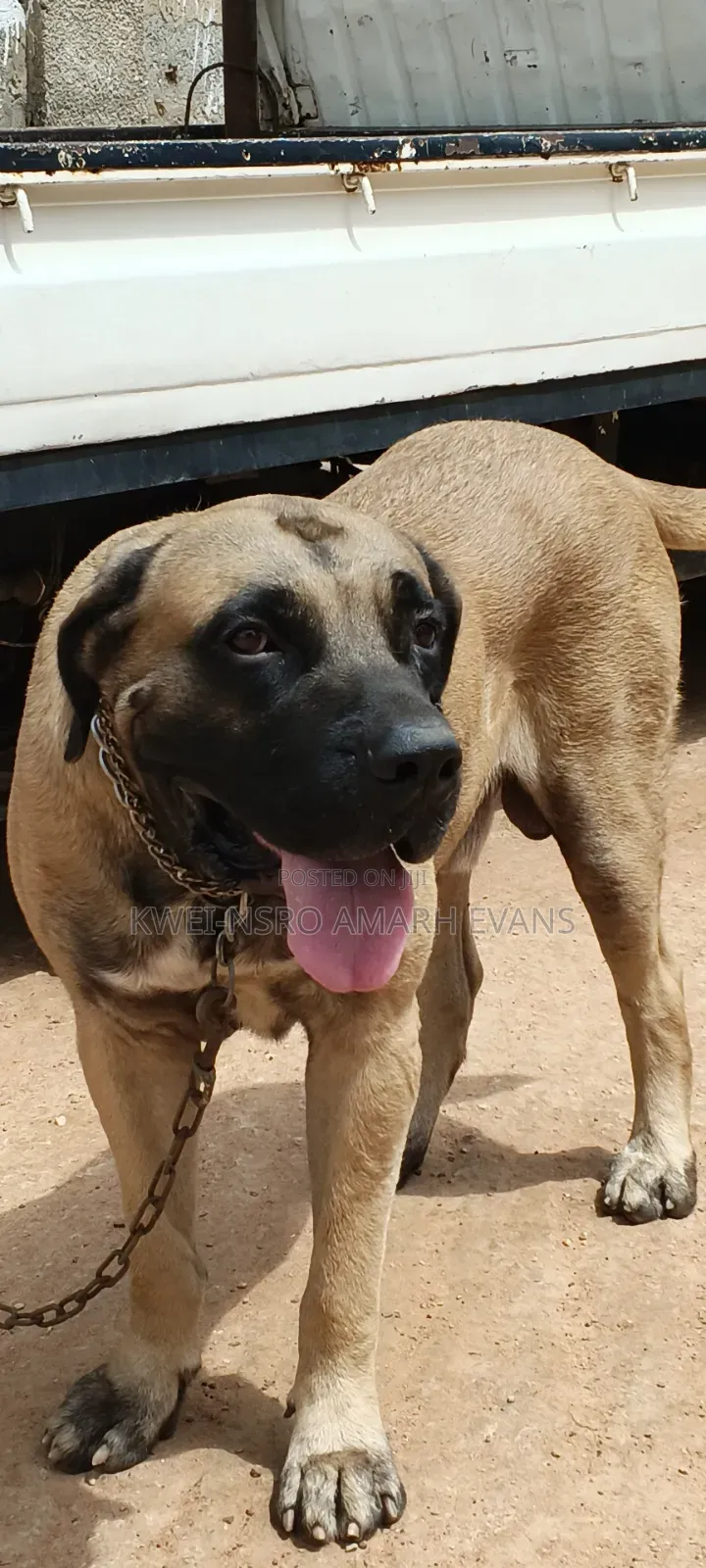 1+ year Male Purebred Boerboel