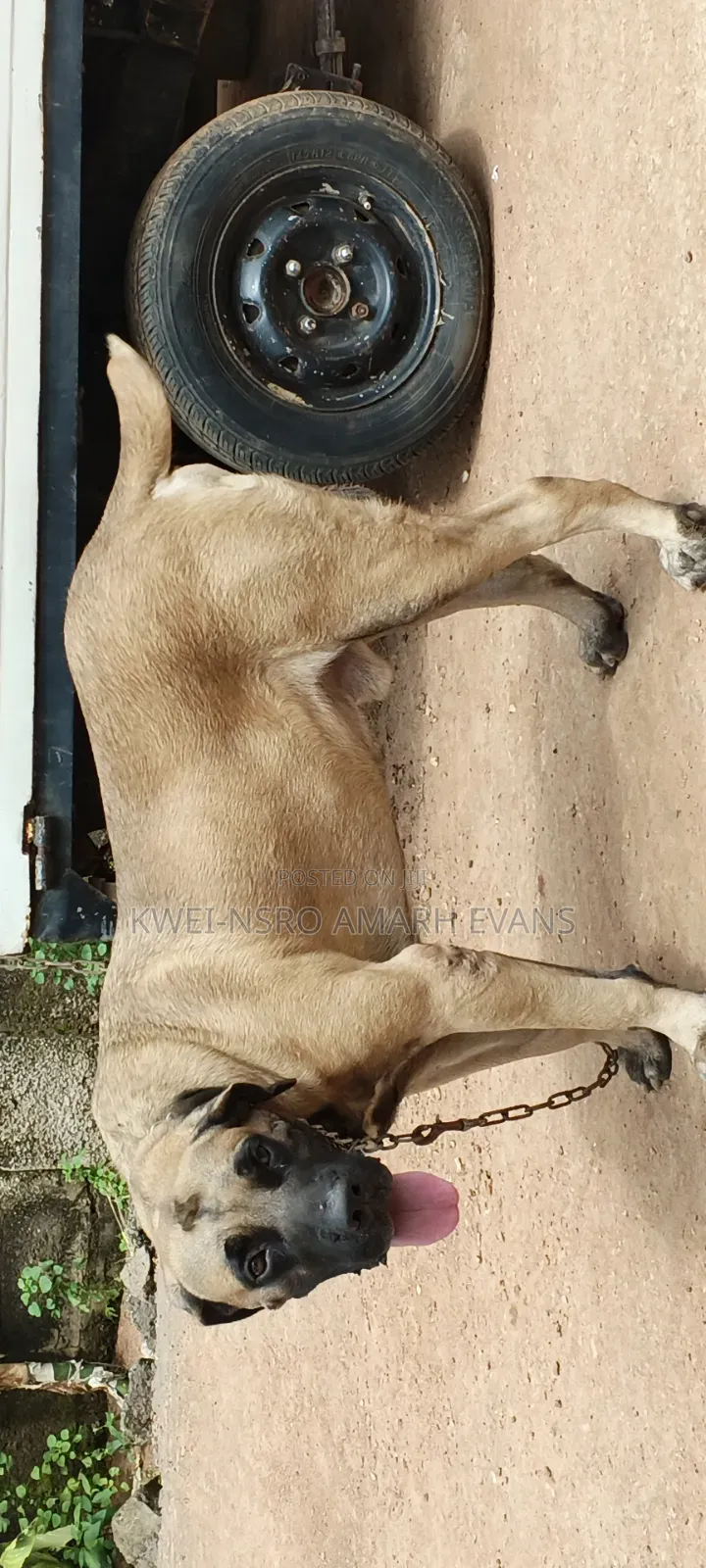 1+ year Male Purebred Boerboel