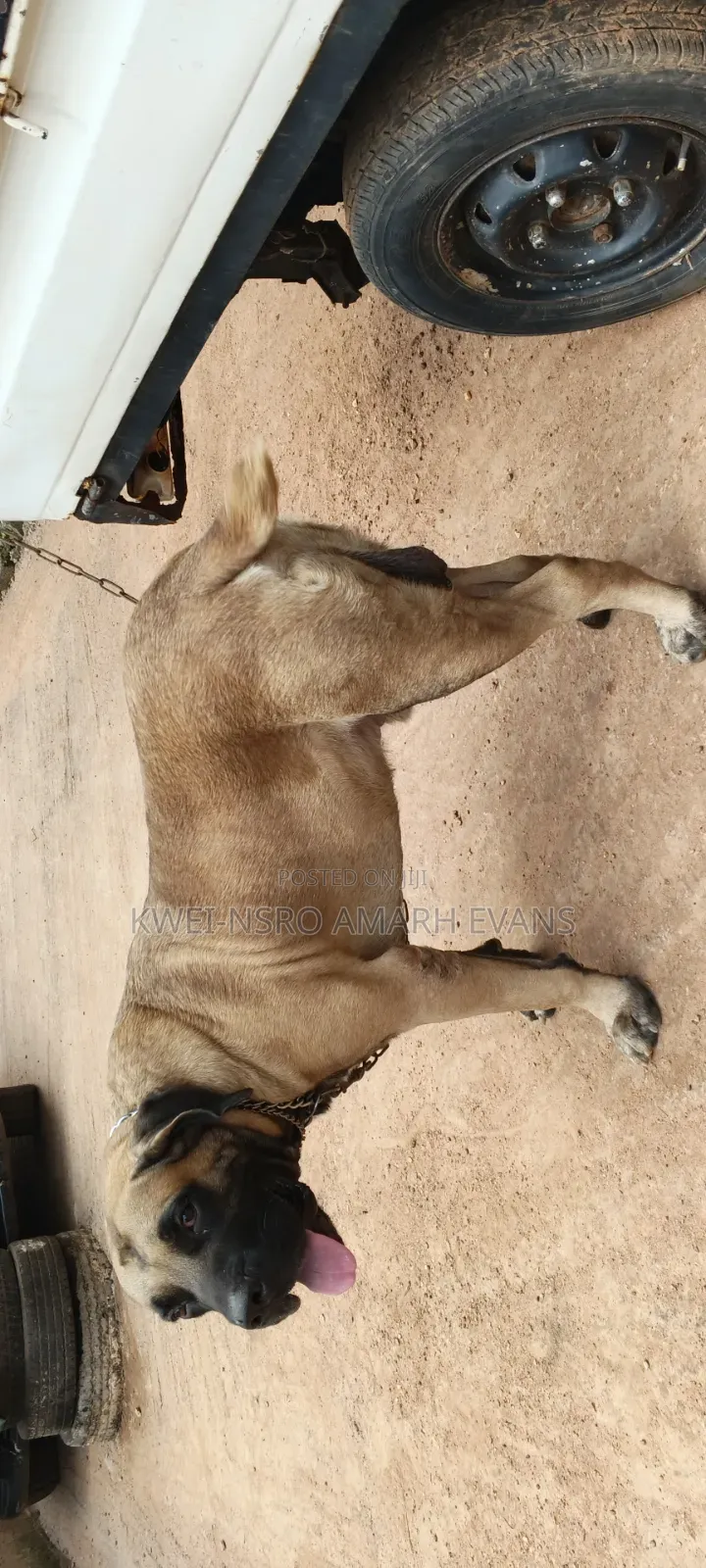 1+ year Male Purebred Boerboel