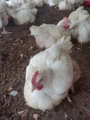 Paster Appiah Farm