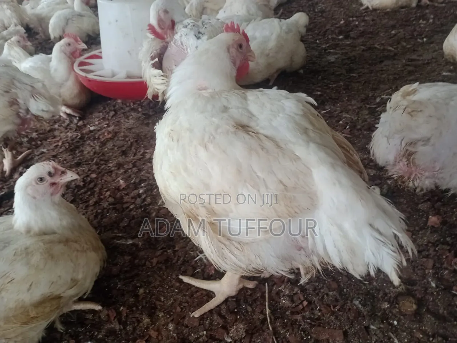 Paster Appiah Farm