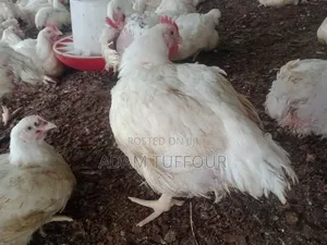 Paster Appiah Farm