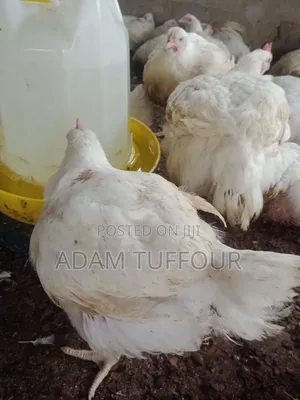 Paster Appiah Farm