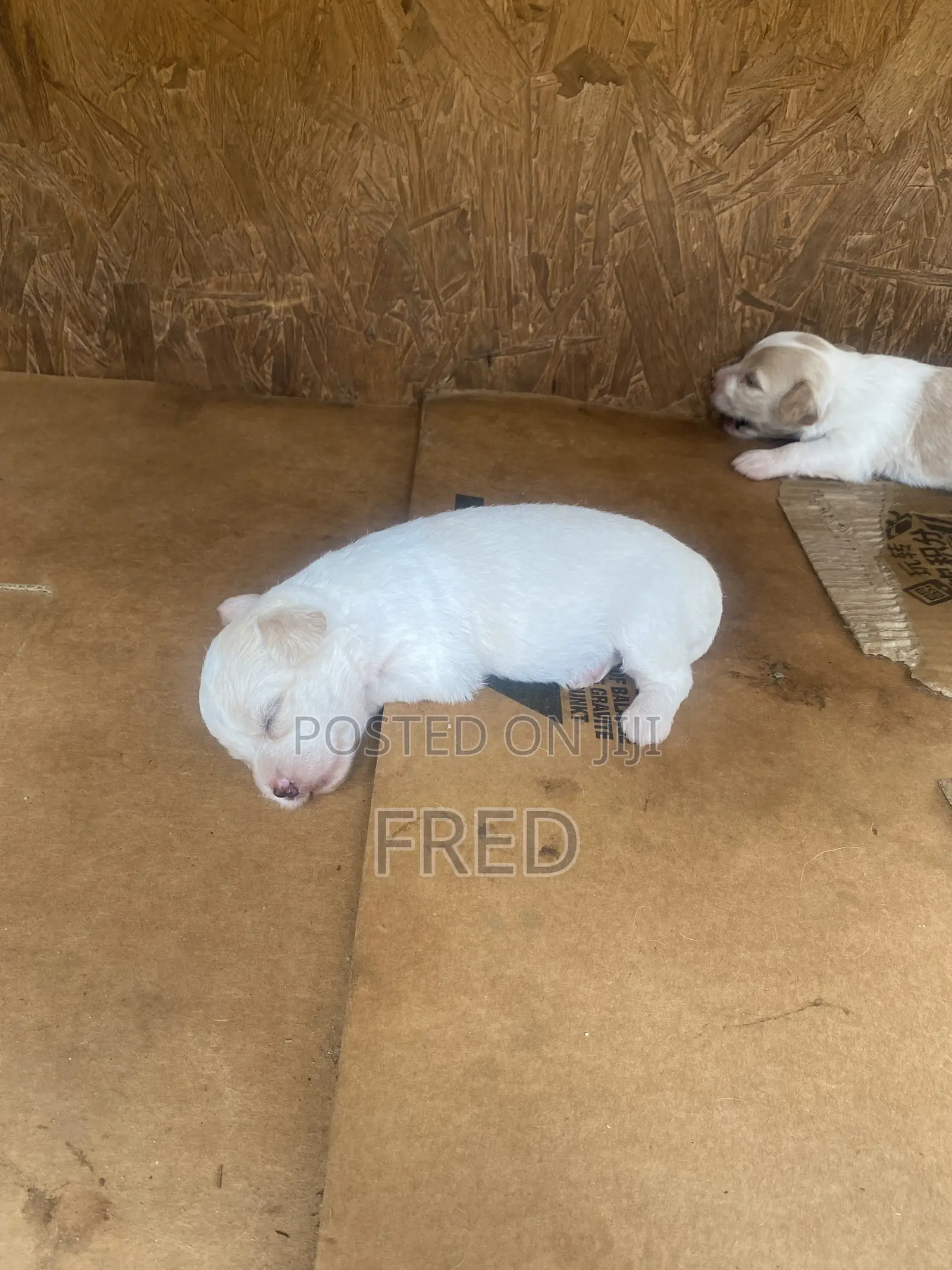 1-3 months Female Purebred Poodle