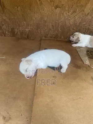 1-3 months Female Purebred Poodle