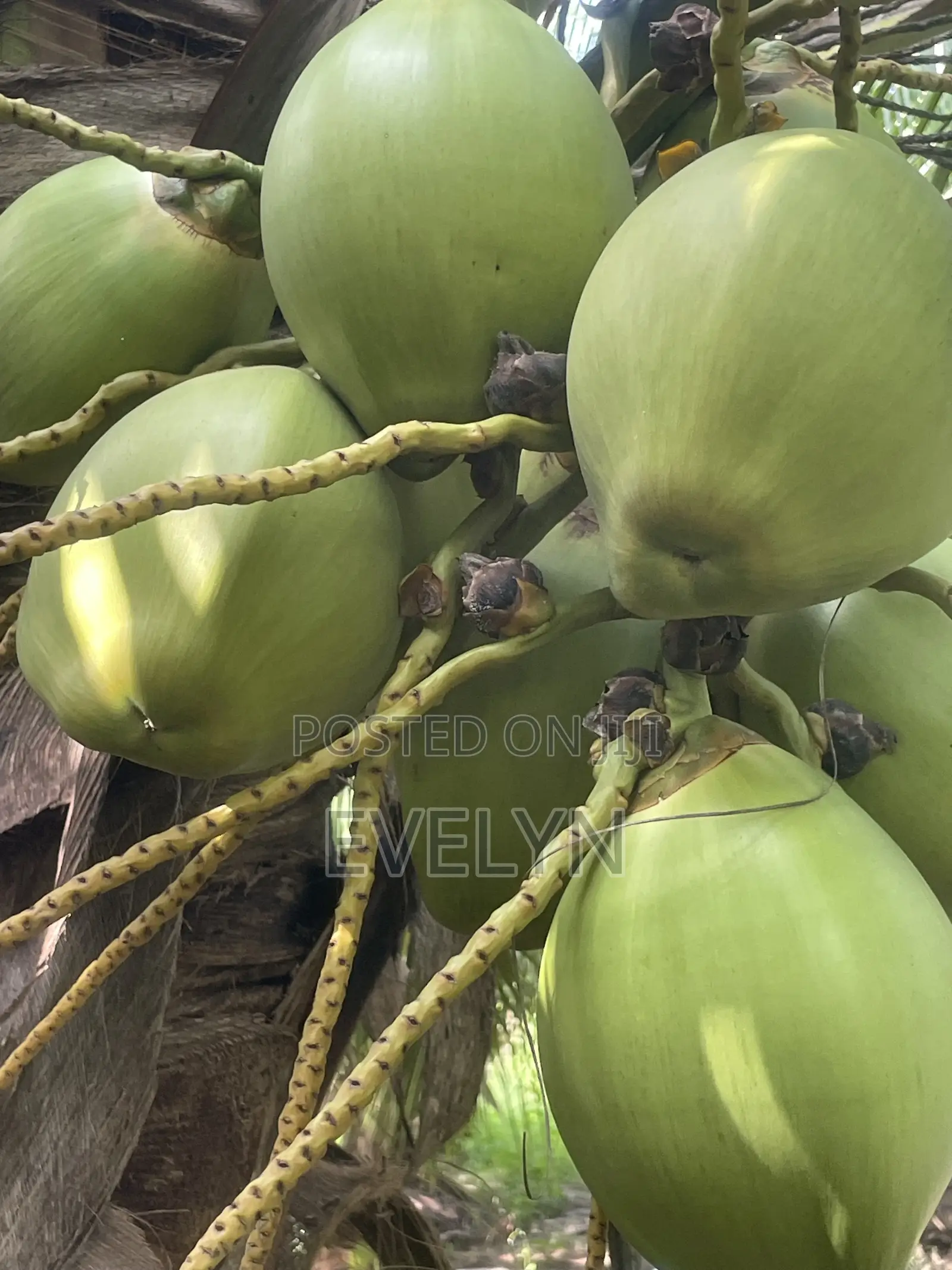 Farm Fresh Coconut for Sale