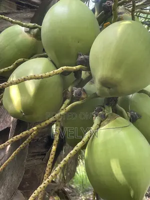 Farm Fresh Coconut for Sale