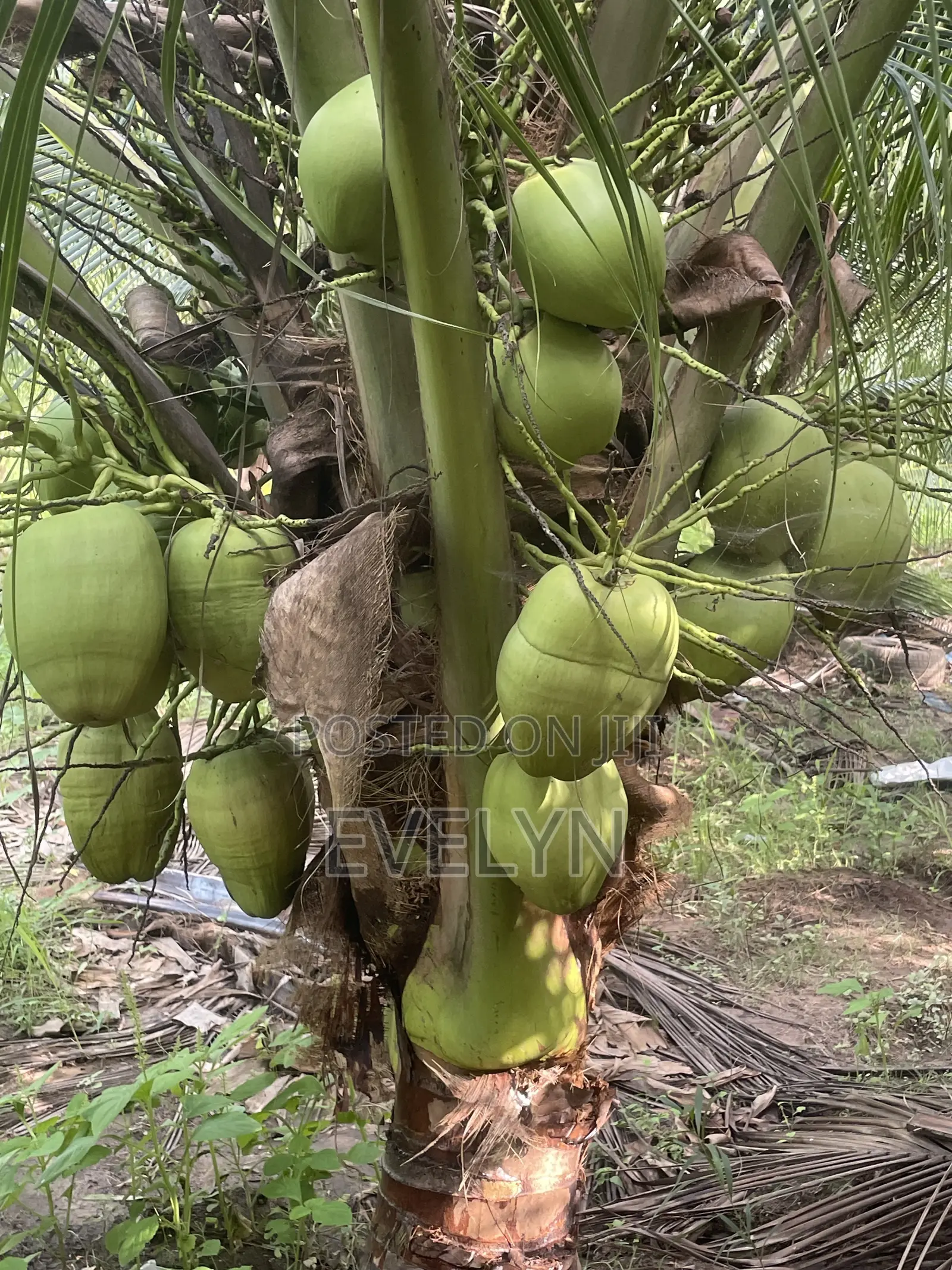 Farm Fresh Coconut for Sale