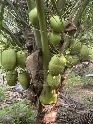 Farm Fresh Coconut for Sale