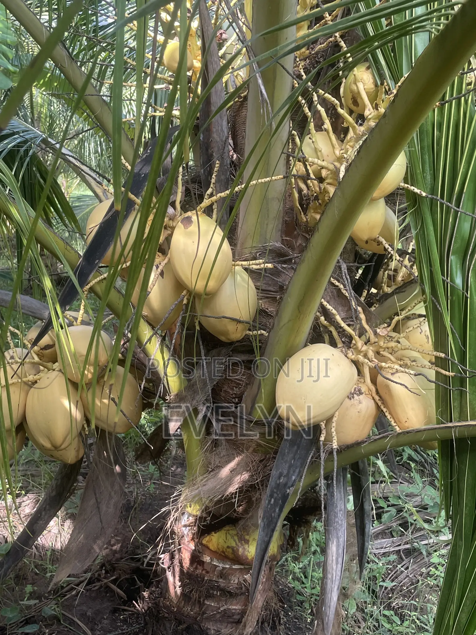 Farm Fresh Coconut for Sale