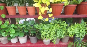 Peperomi Plant For Sale