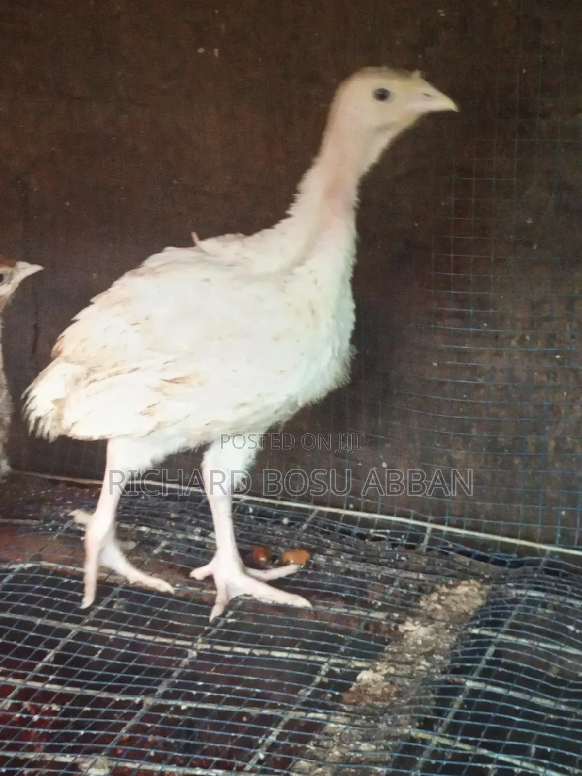 BBW Turkeys for Sale.