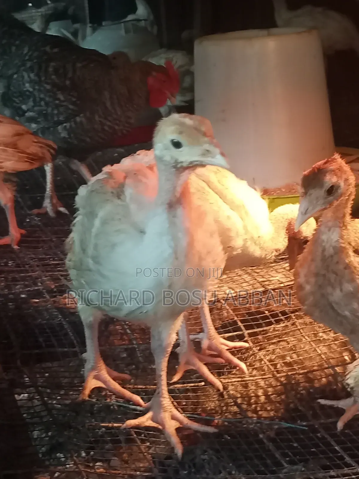 BBW Turkeys for Sale.