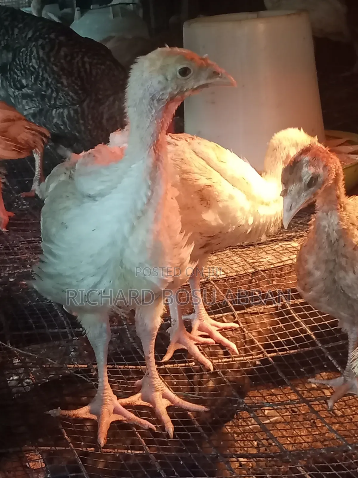 BBW Turkeys for Sale.
