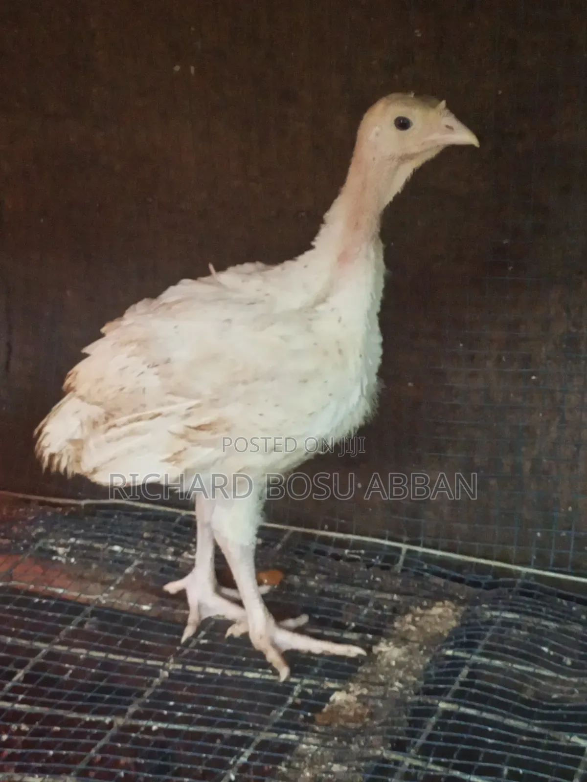 BBW Turkeys for Sale.