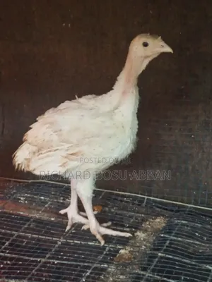 BBW Turkeys for Sale.