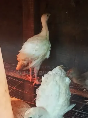 BBW Turkeys for Sale.